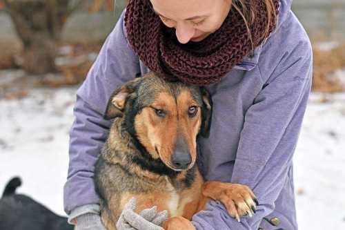 Lets-Save-The-Strays-Russia-105