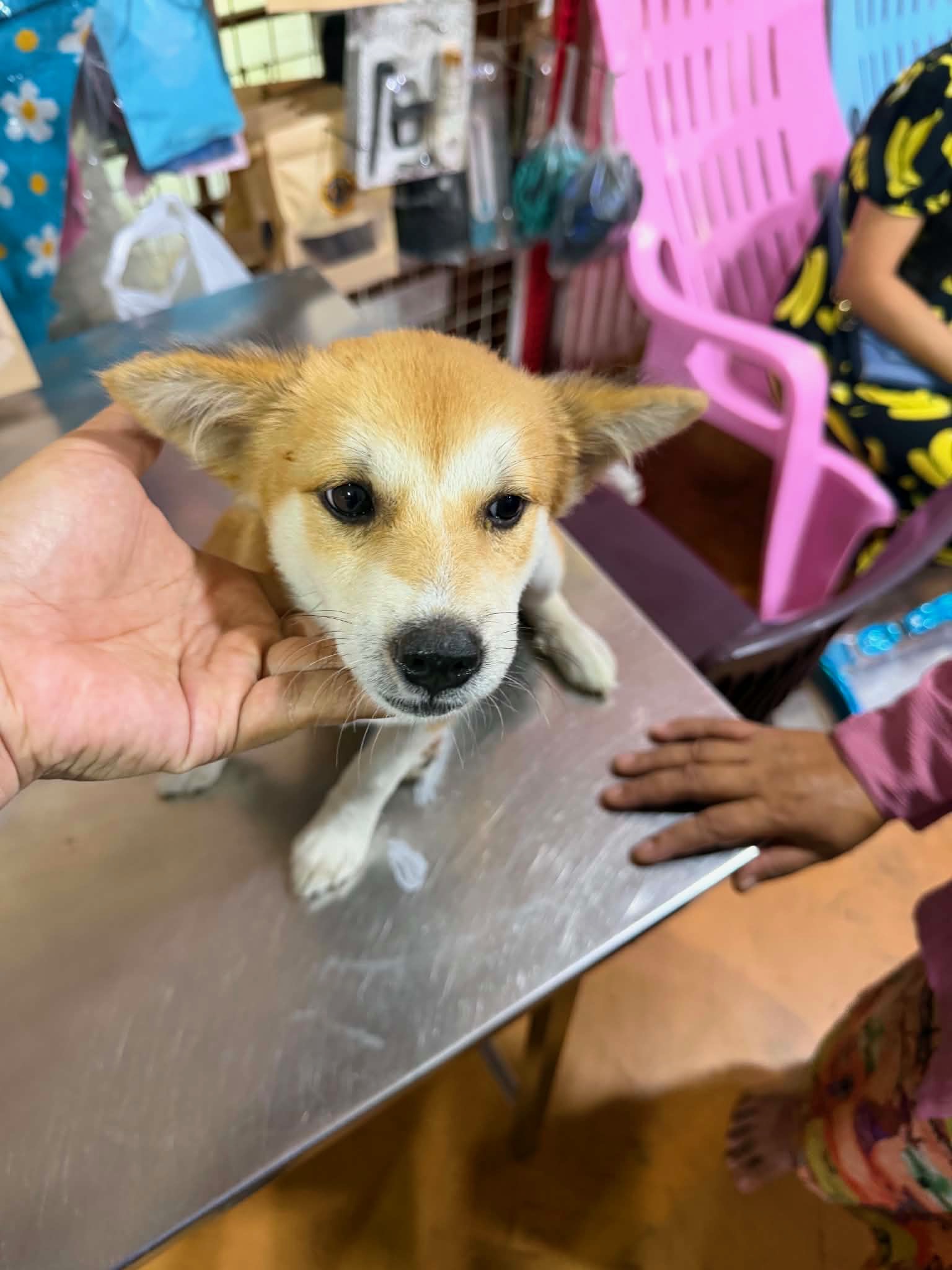 One Puppy Lost to Distemper. One Puppy Protected.