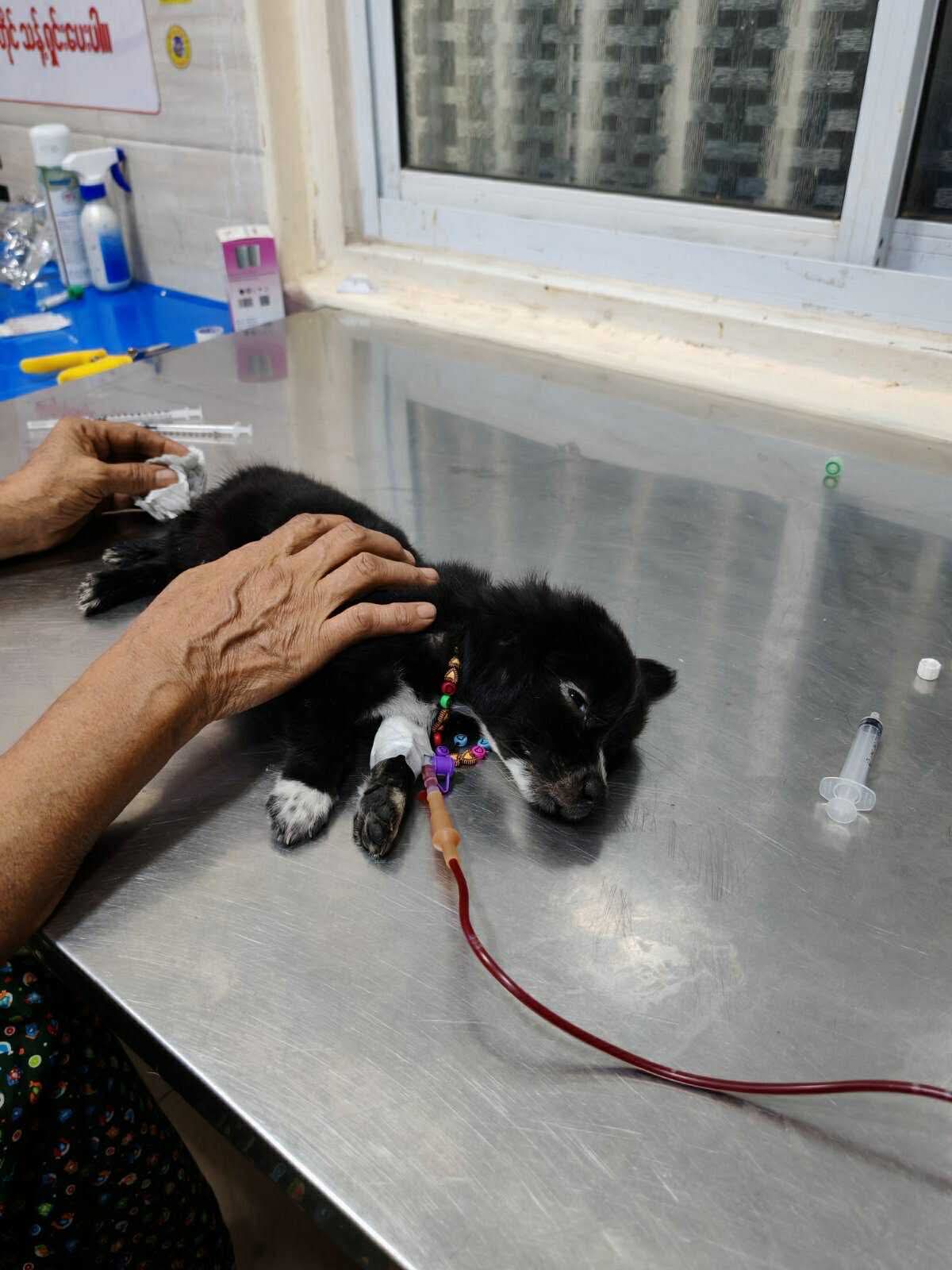 A Life Almost Lost in the Heat