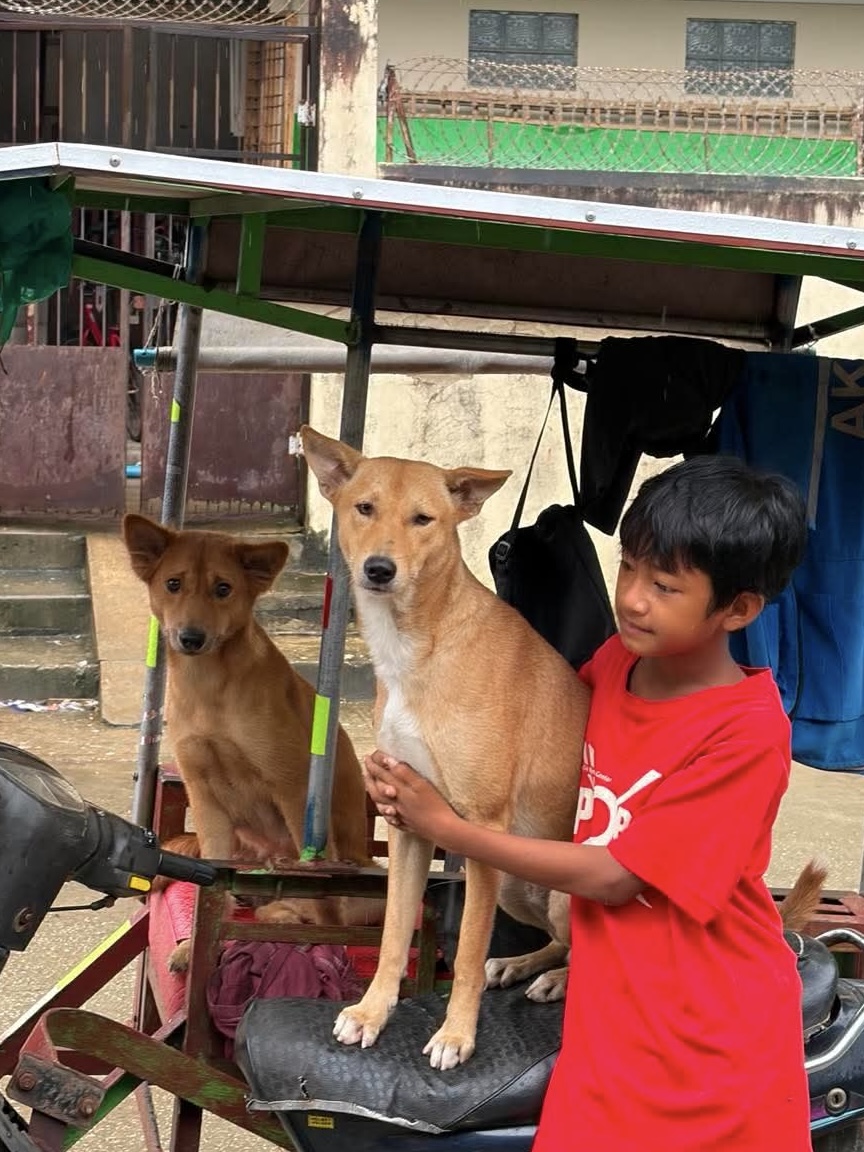 Are Free-Roaming Dogs Happy? Is TNVR Enough?