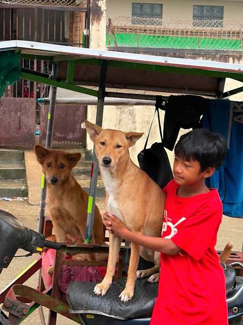 Are Free-Roaming Dogs Happy? Is TNVR Enough?