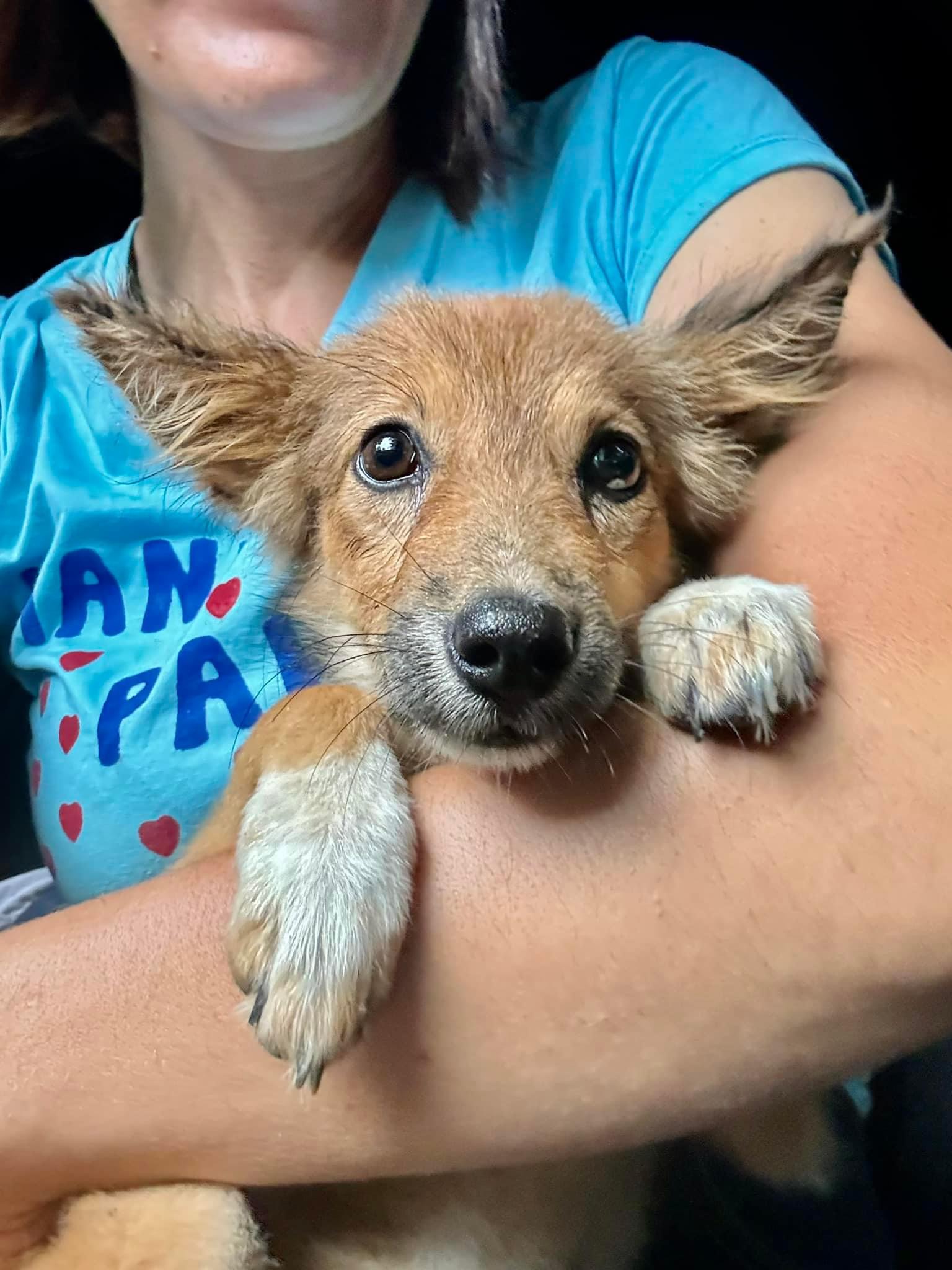 Exciting New Volunteer Opportunities