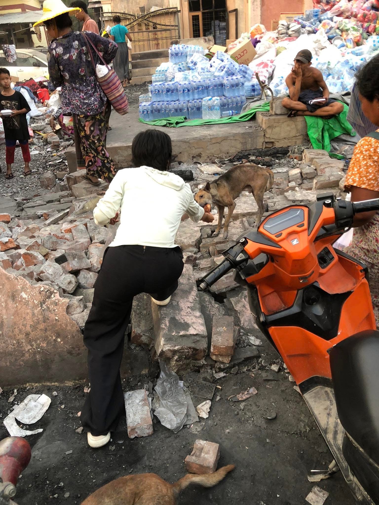 LSTSI Assists in Animal Relief Efforts After Myanmar Earthquake