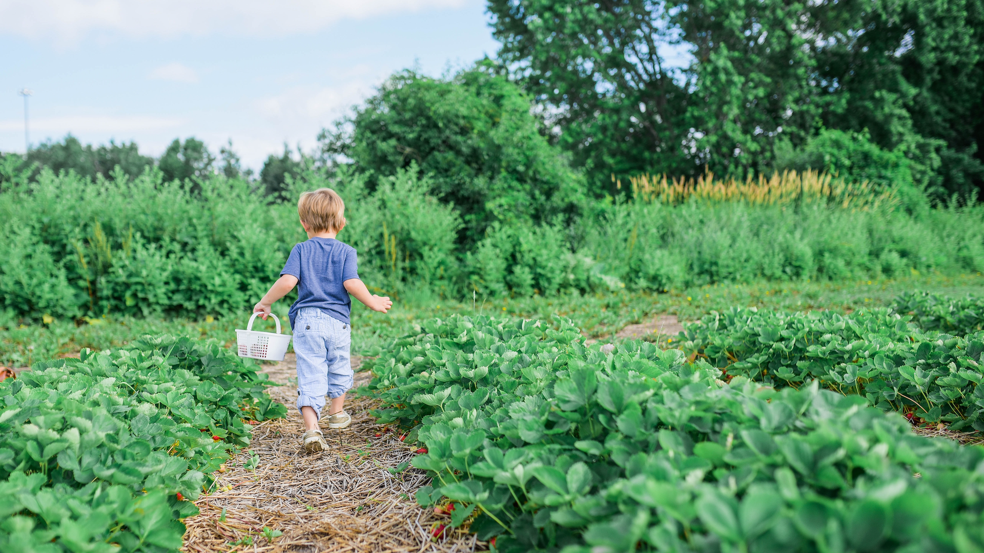 Three Activities for Preschool Families: The Farmer and the Seed Hero Image
