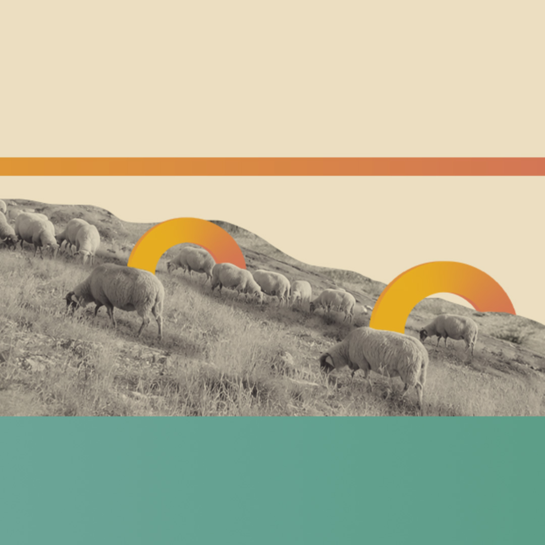 Sheep