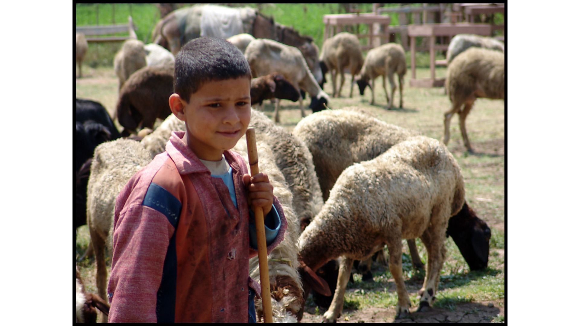 The Life of a Shepherd Boy Teaches Kids What it Means to Fear the Lord Hero Image