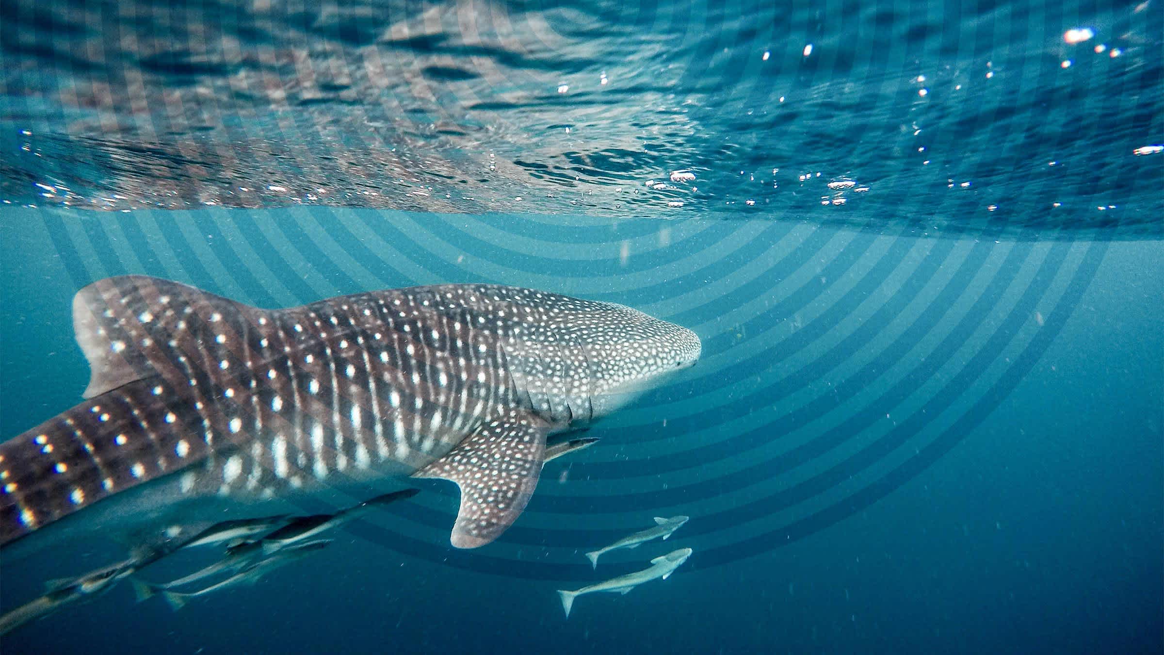 A whale shark with the accompanying remora fish