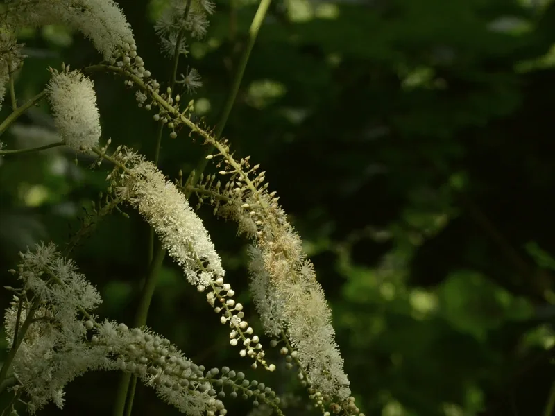 black cohosh menopause