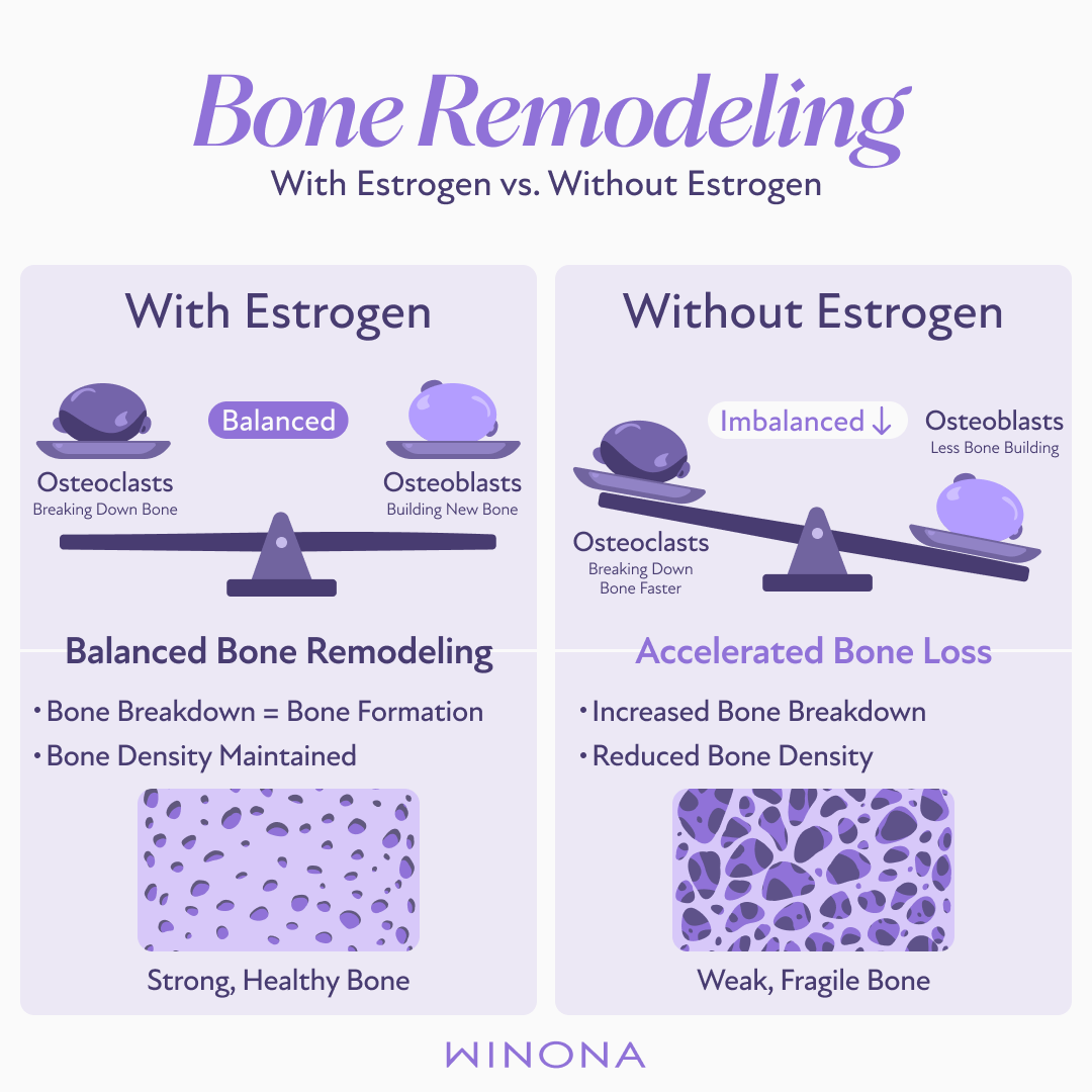 Bone Remodeling With Estrogen vs. Without Estrogen