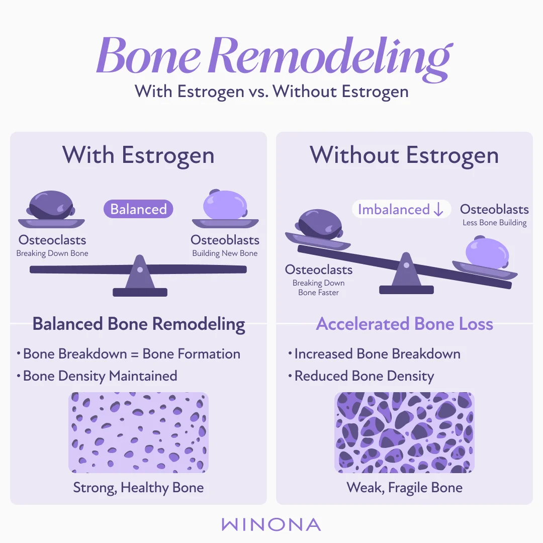 Bone Remodeling With Estrogen vs. Without Estrogen