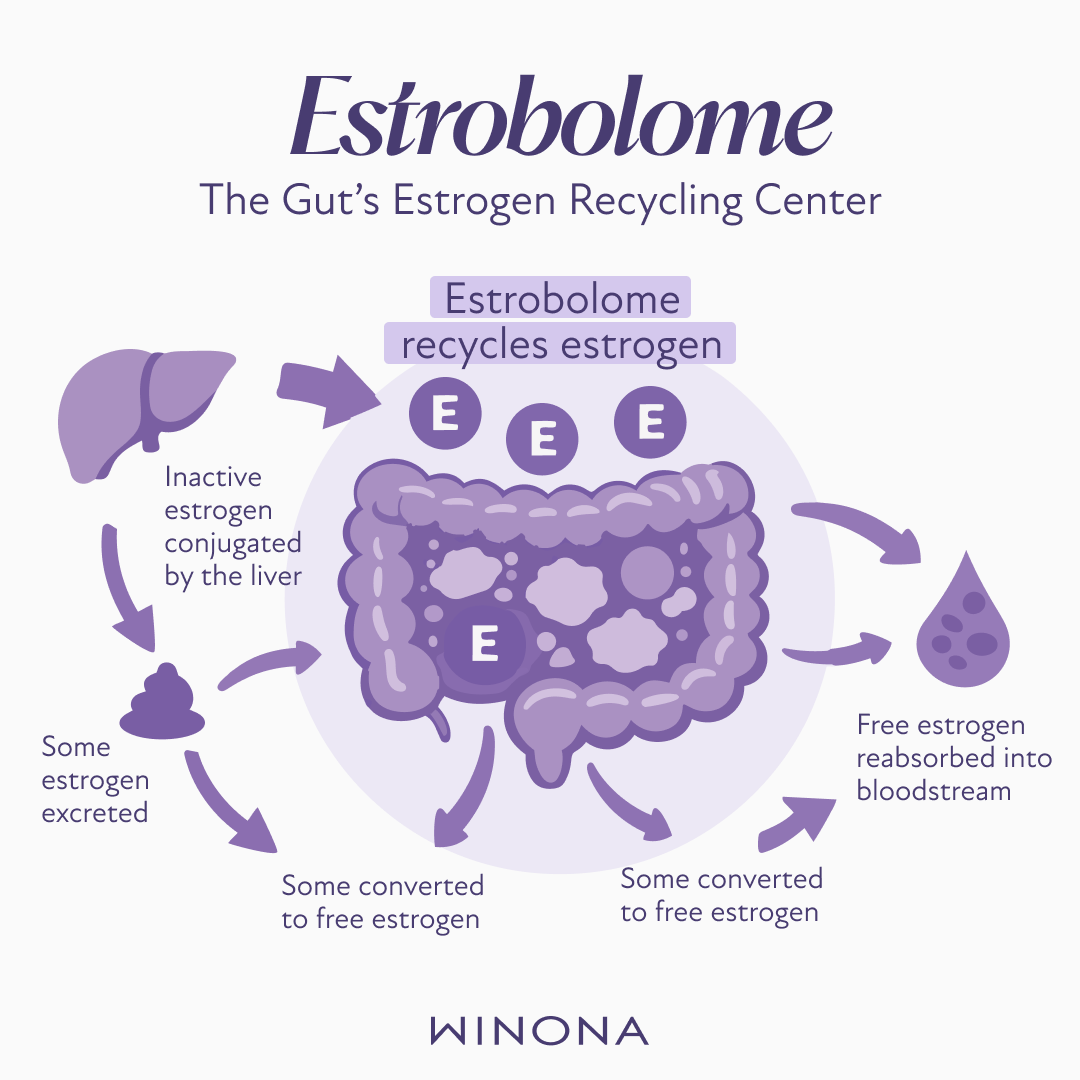 The Estrobolome The Gut’s Estrogen Recycling System