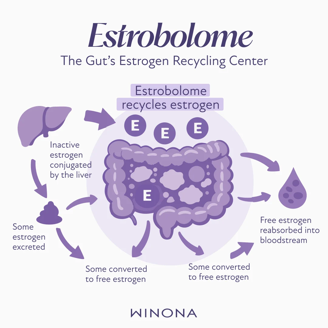 The Estrobolome The Gut’s Estrogen Recycling System