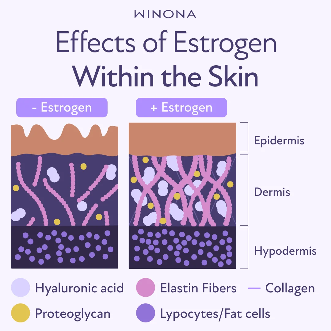 Effects of Estrogen Within The Skin