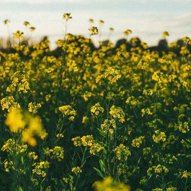 canola