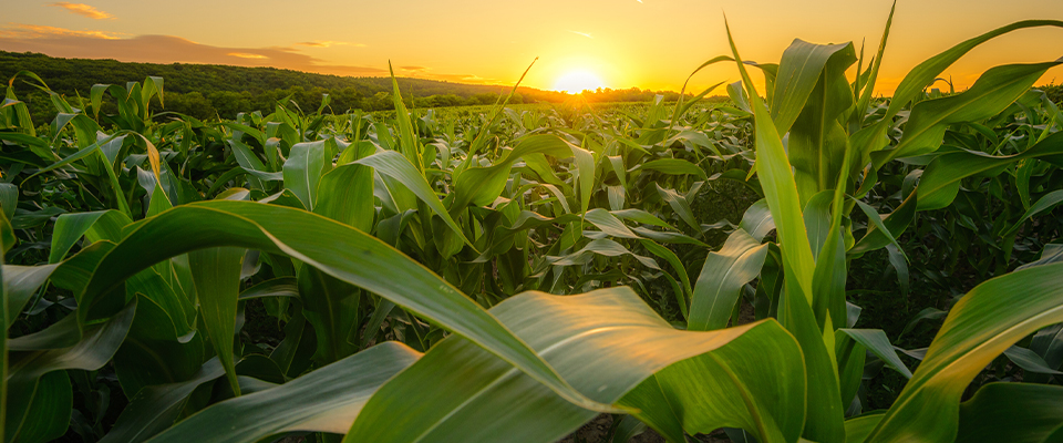 Farm safety during harvest season