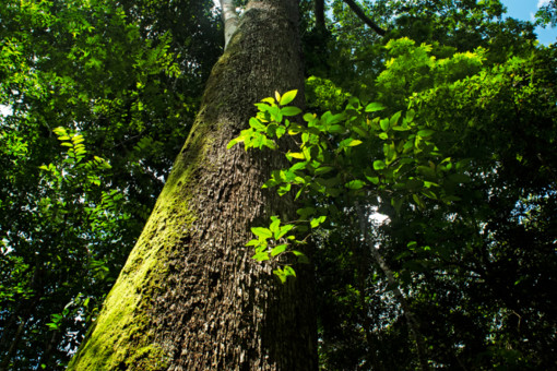 Protecting old-growth rainforest in Peru