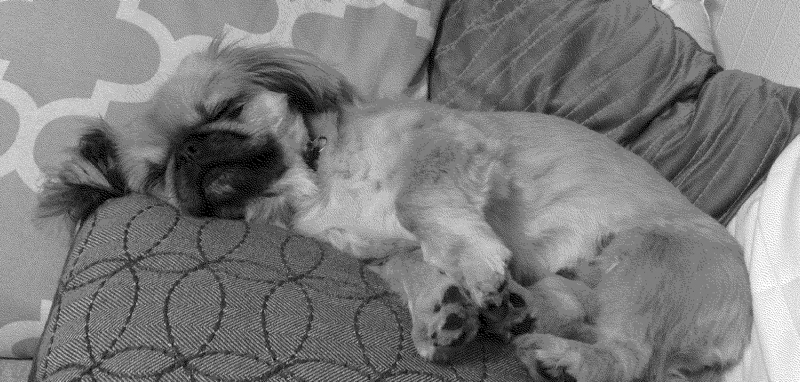 Very good, very sleepy doggo