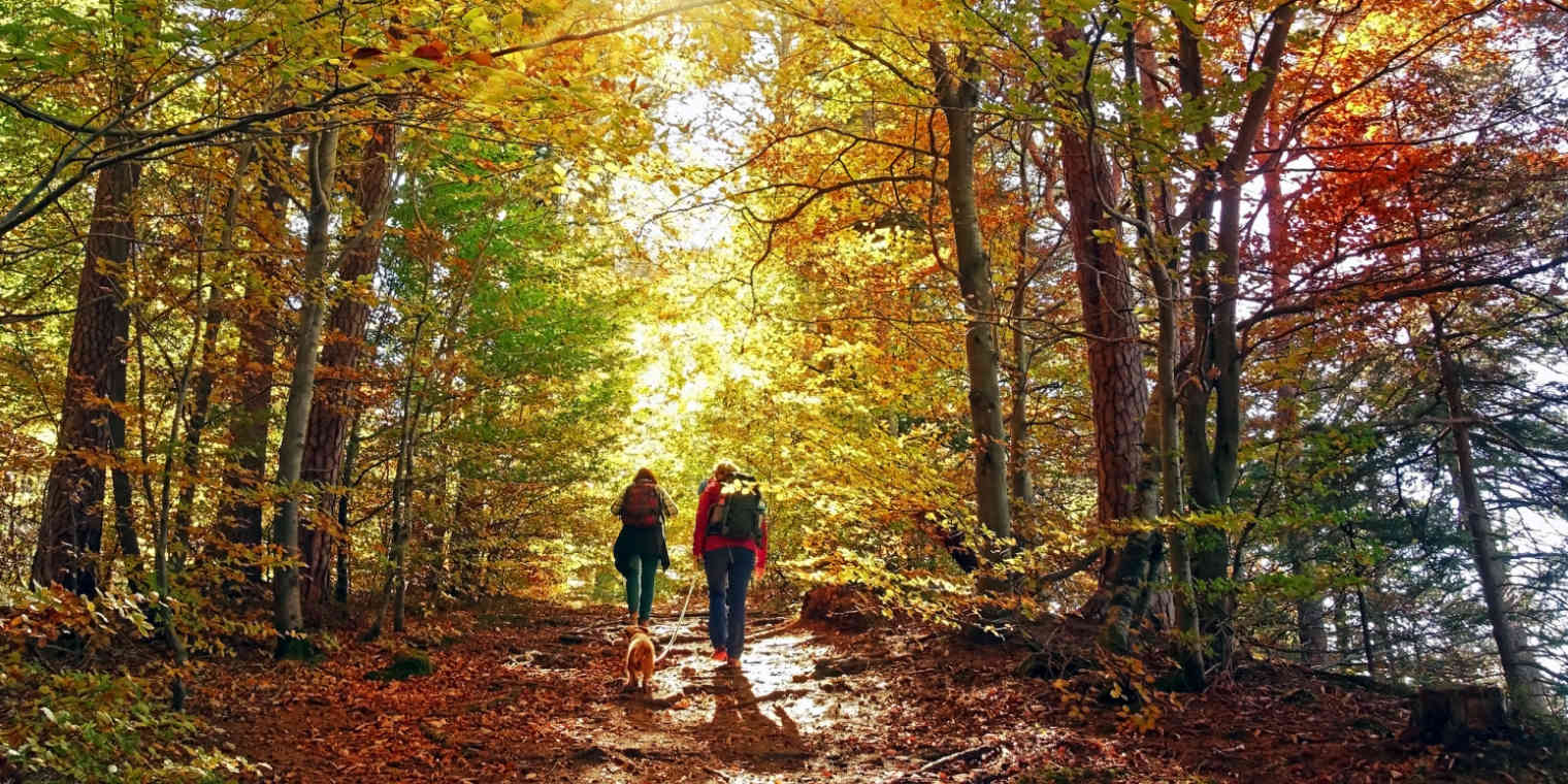 A hero image of two people walking in the woods with a dog