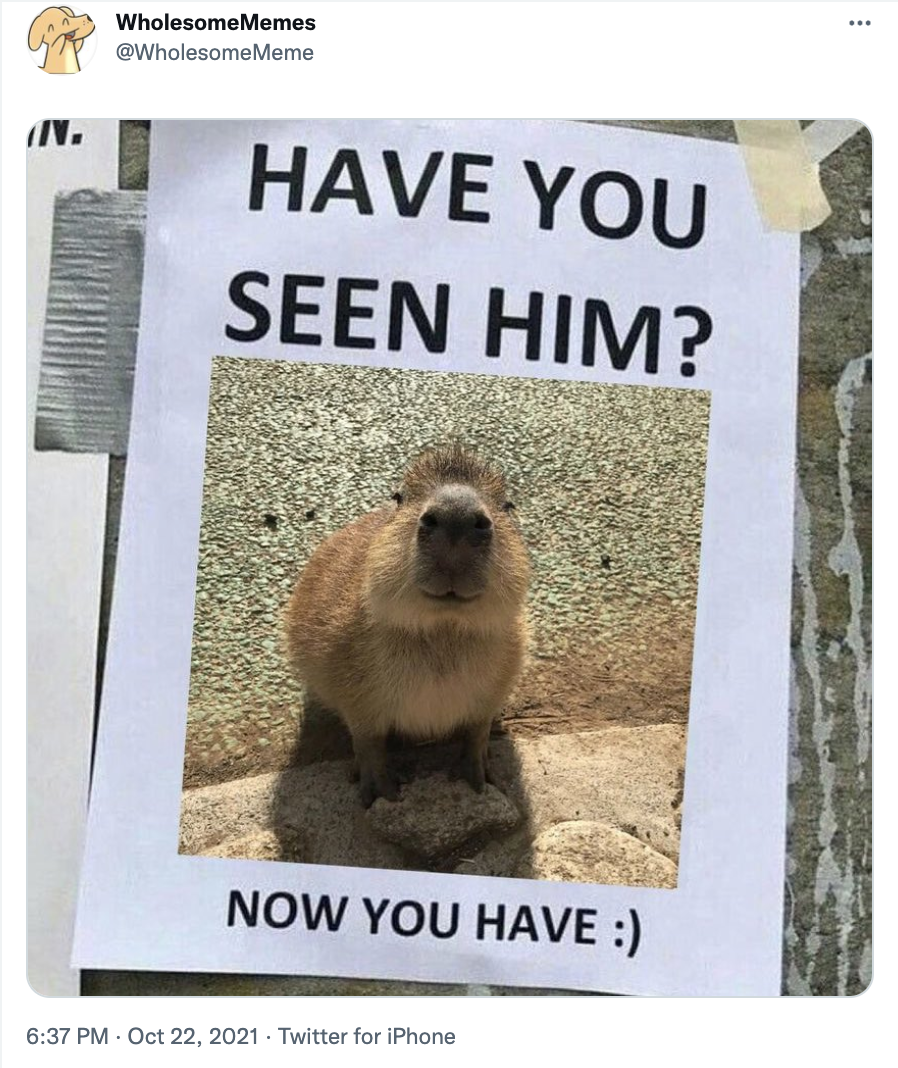 A screenshot of a tweet image showing a poster of a capybara that says "Have you seen him? Now you have :)"
