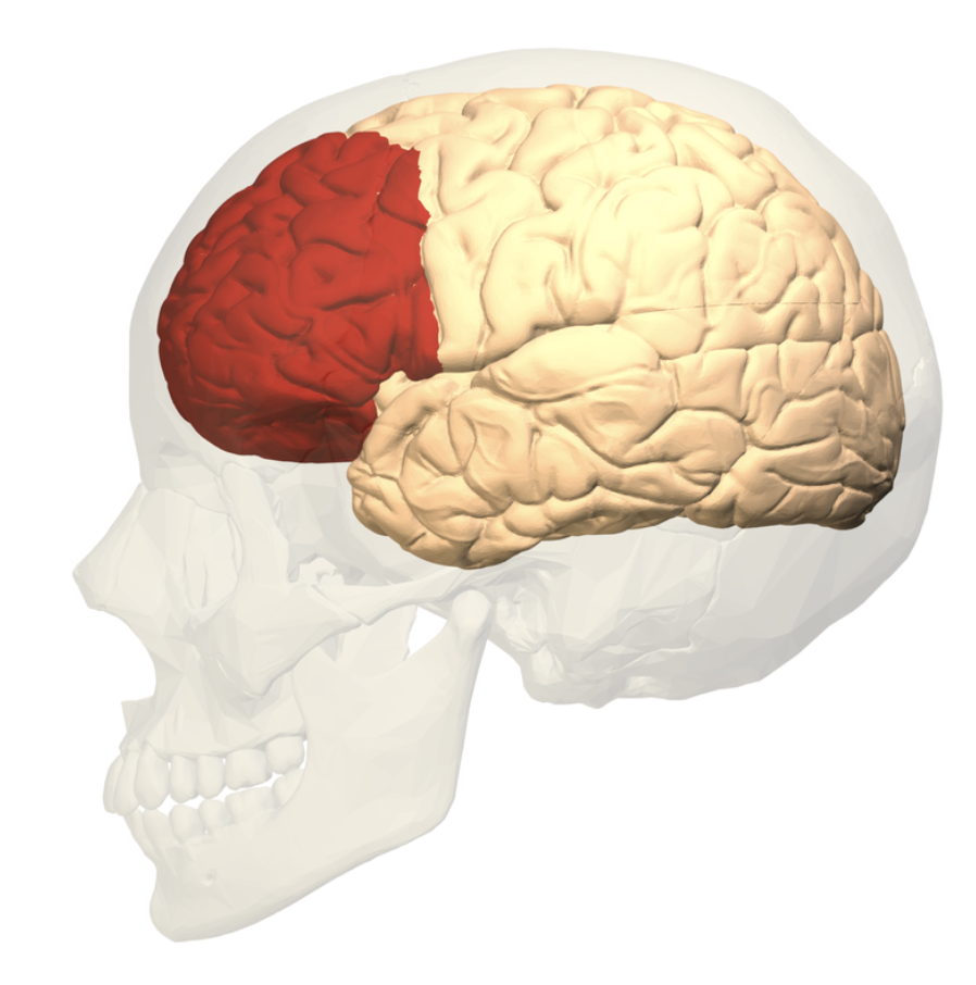 Prefrontal cortex