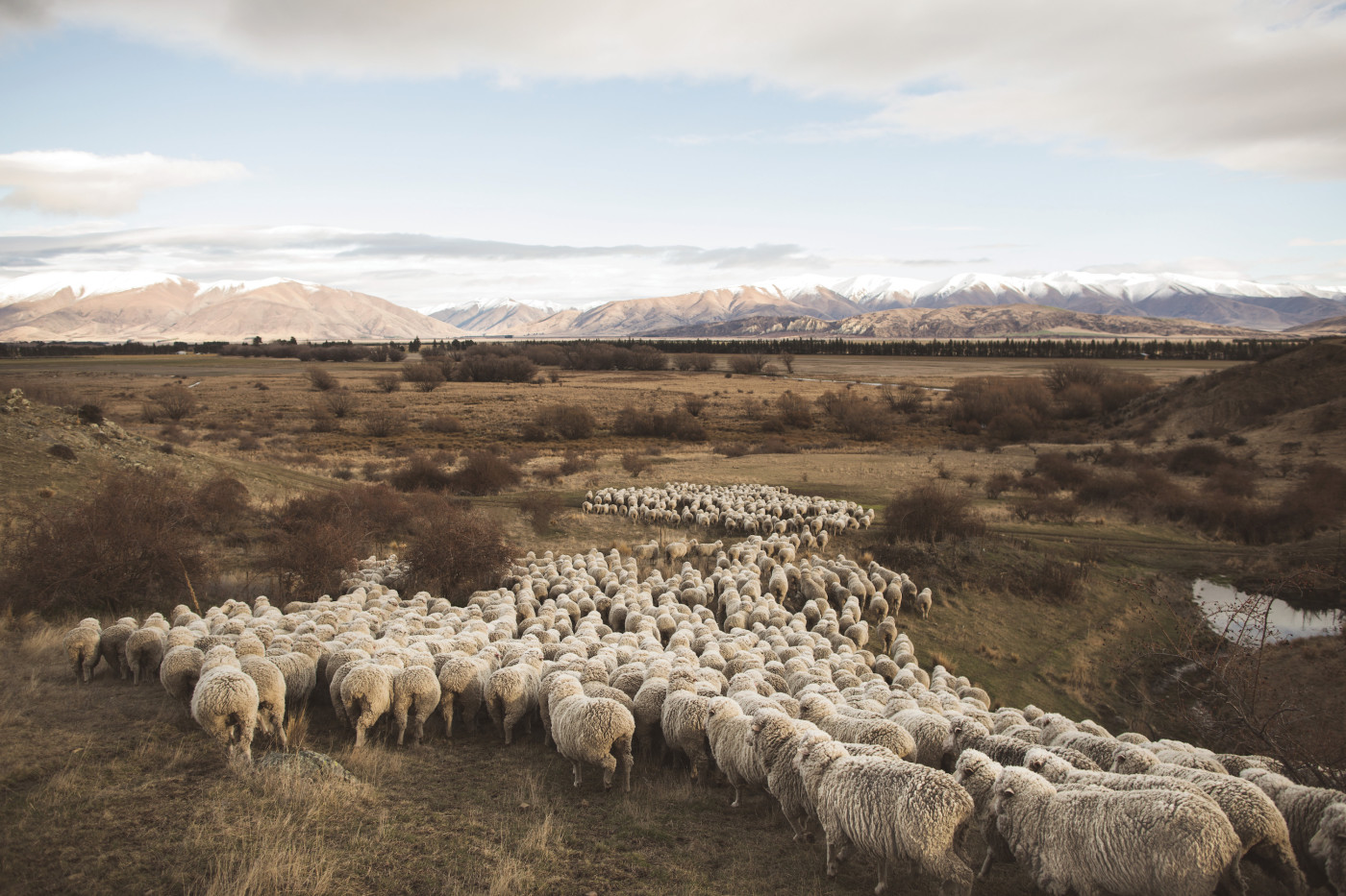 A drove of Merino sheep ambling across New Zealand