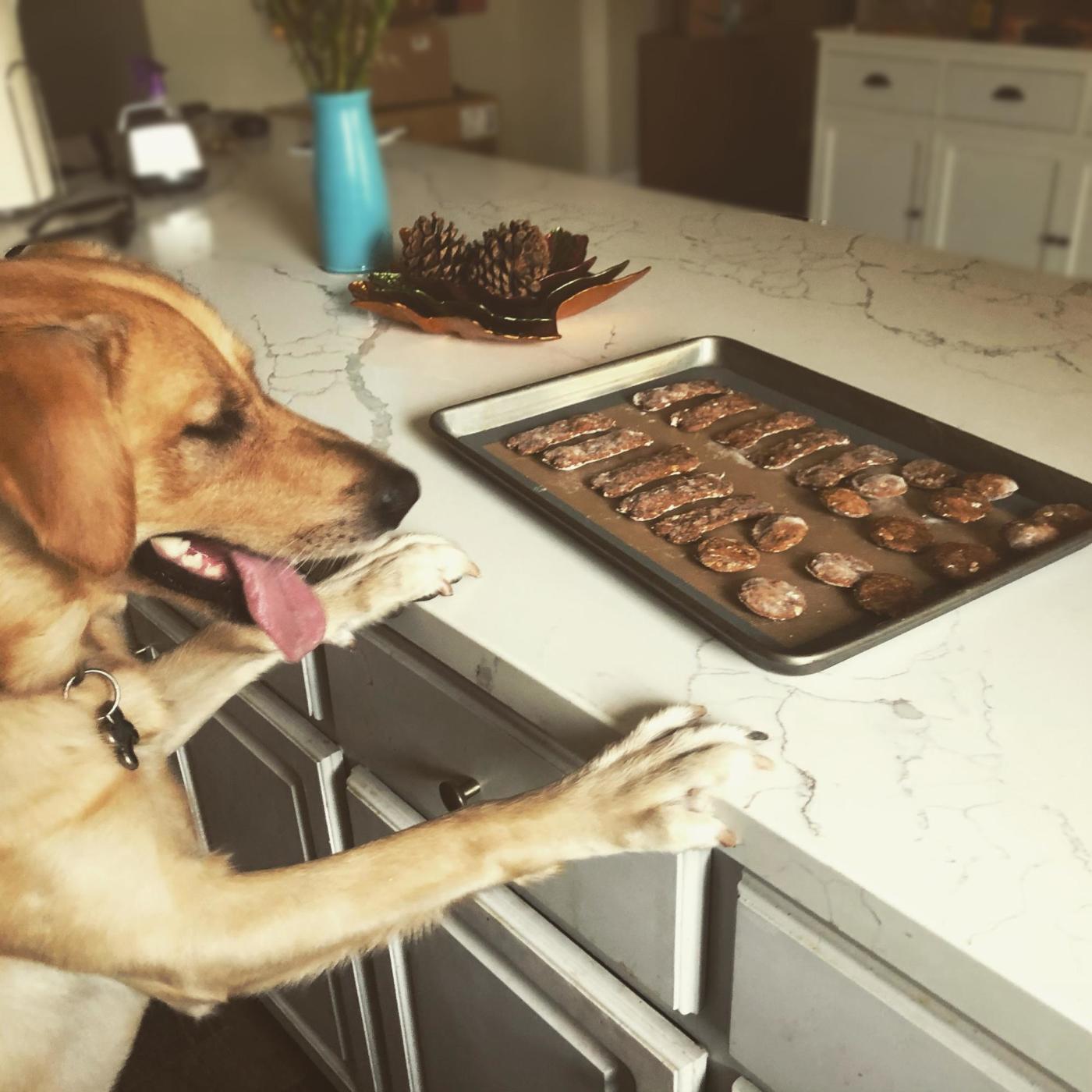 Dog sniffing treats on the counter