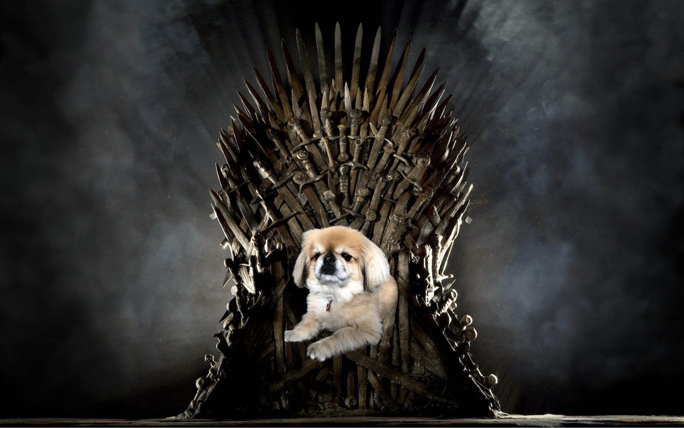 A dog on the Iron Throne
