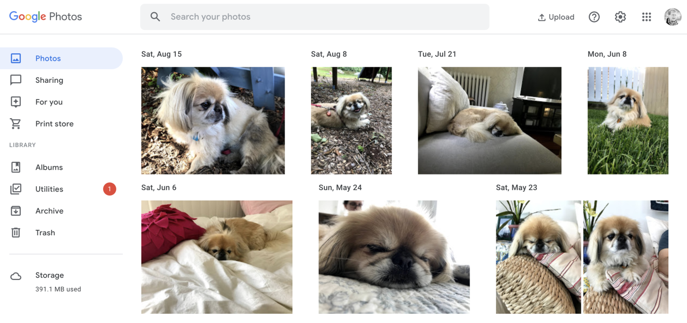 More perfect photos of a perfect dog but this time in Google Photos