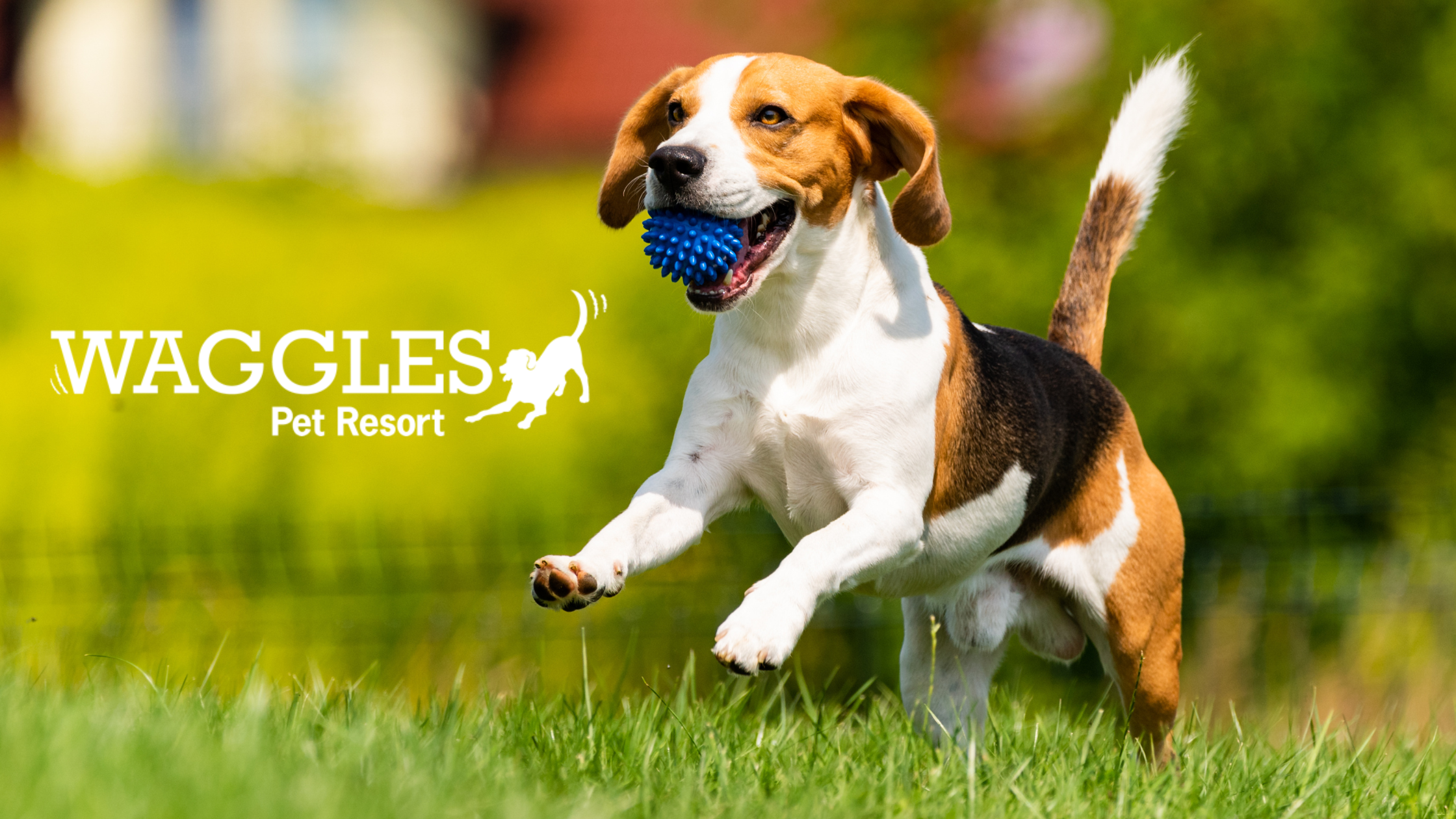 How automation helped a pet resort save 20 hours a week and scale smarter