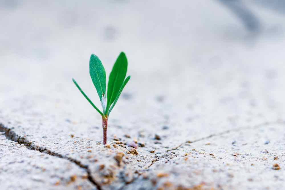 small plant growing in concrete