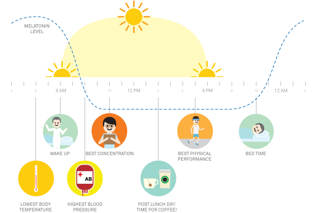 FuzzyScience on Circadian Rhythm