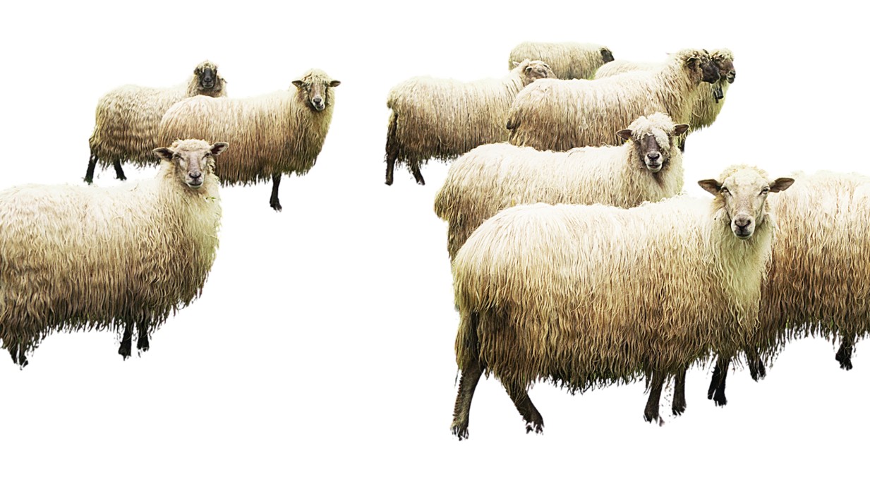 An image of sheep with the background removed