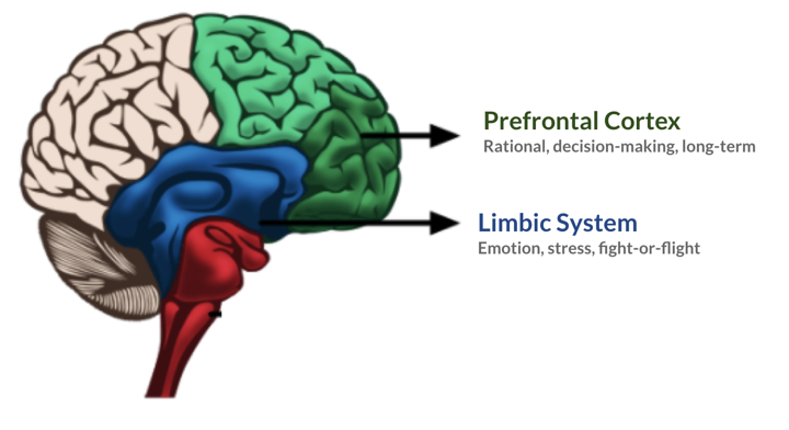 A diagram showing the limbic system and prefrontal cortex in the brain