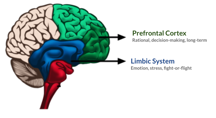 A diagram showing the limbic system and prefrontal cortex in the brain