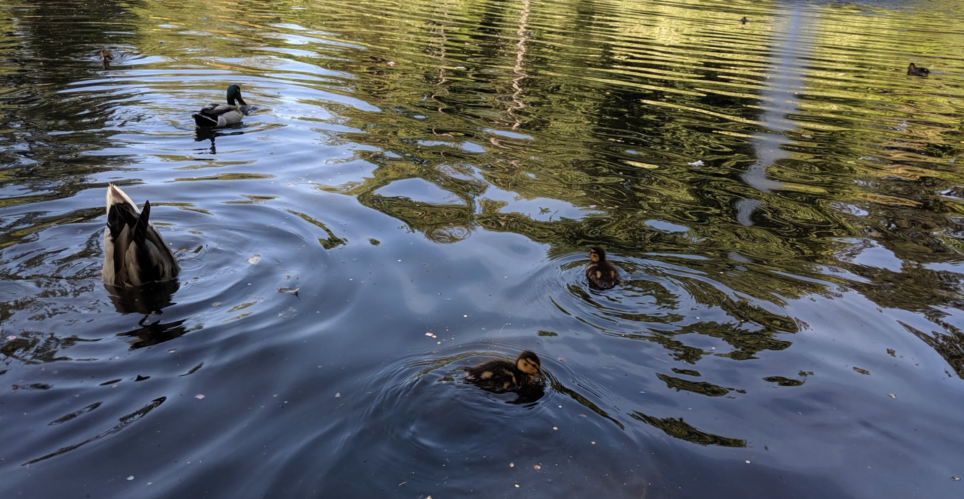 My editor Justin saw some ducks once; it was alright