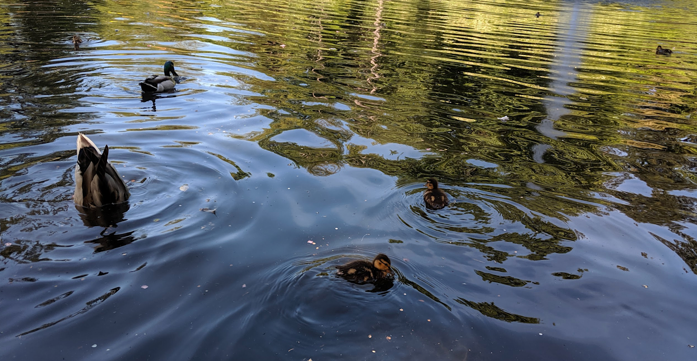 My editor Justin saw some ducks once; it was alright