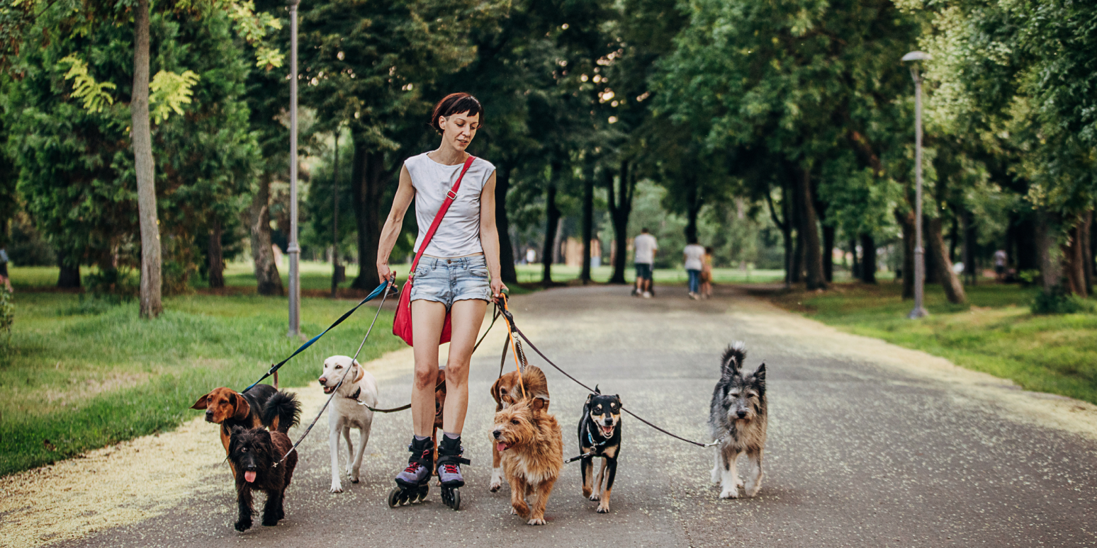 A hero image of a woman on rollerblades walking 6 dogs