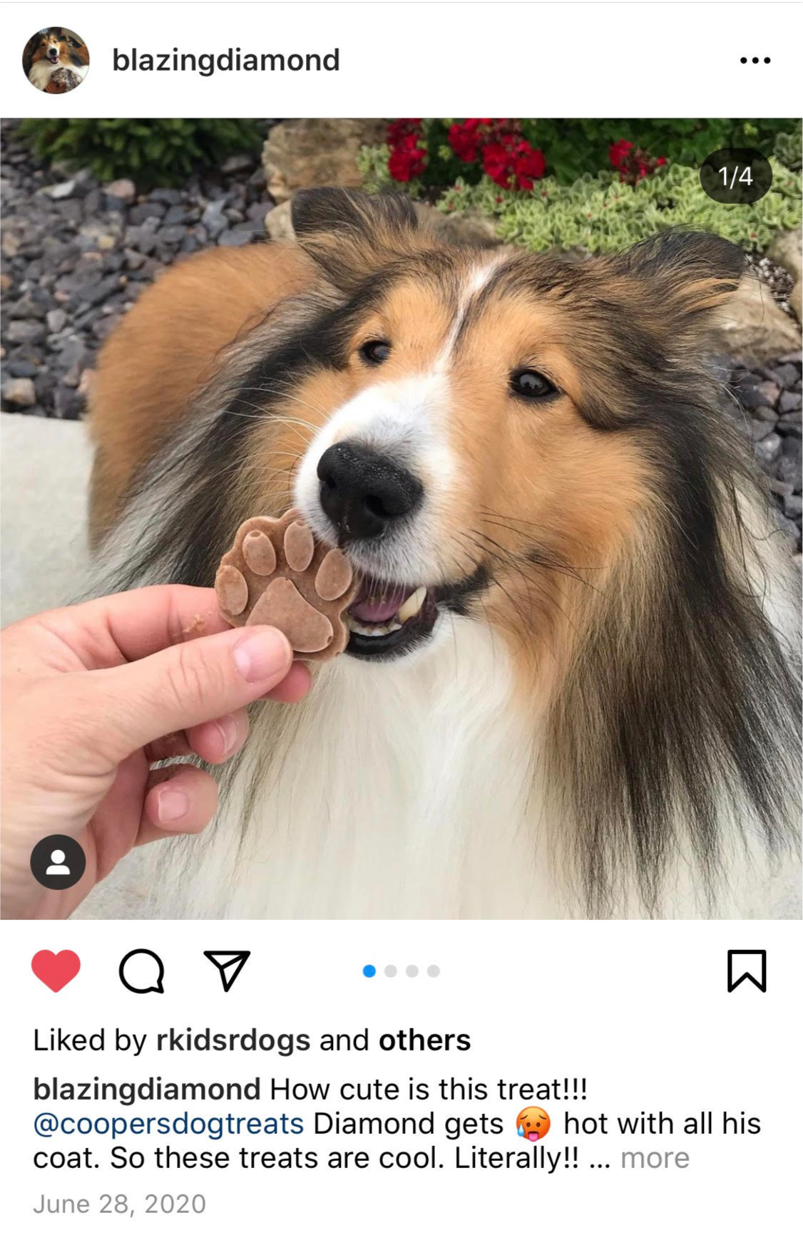 A screenshot of someone posting (on Instagram) a picture of their dog eating Cooper's Treats 