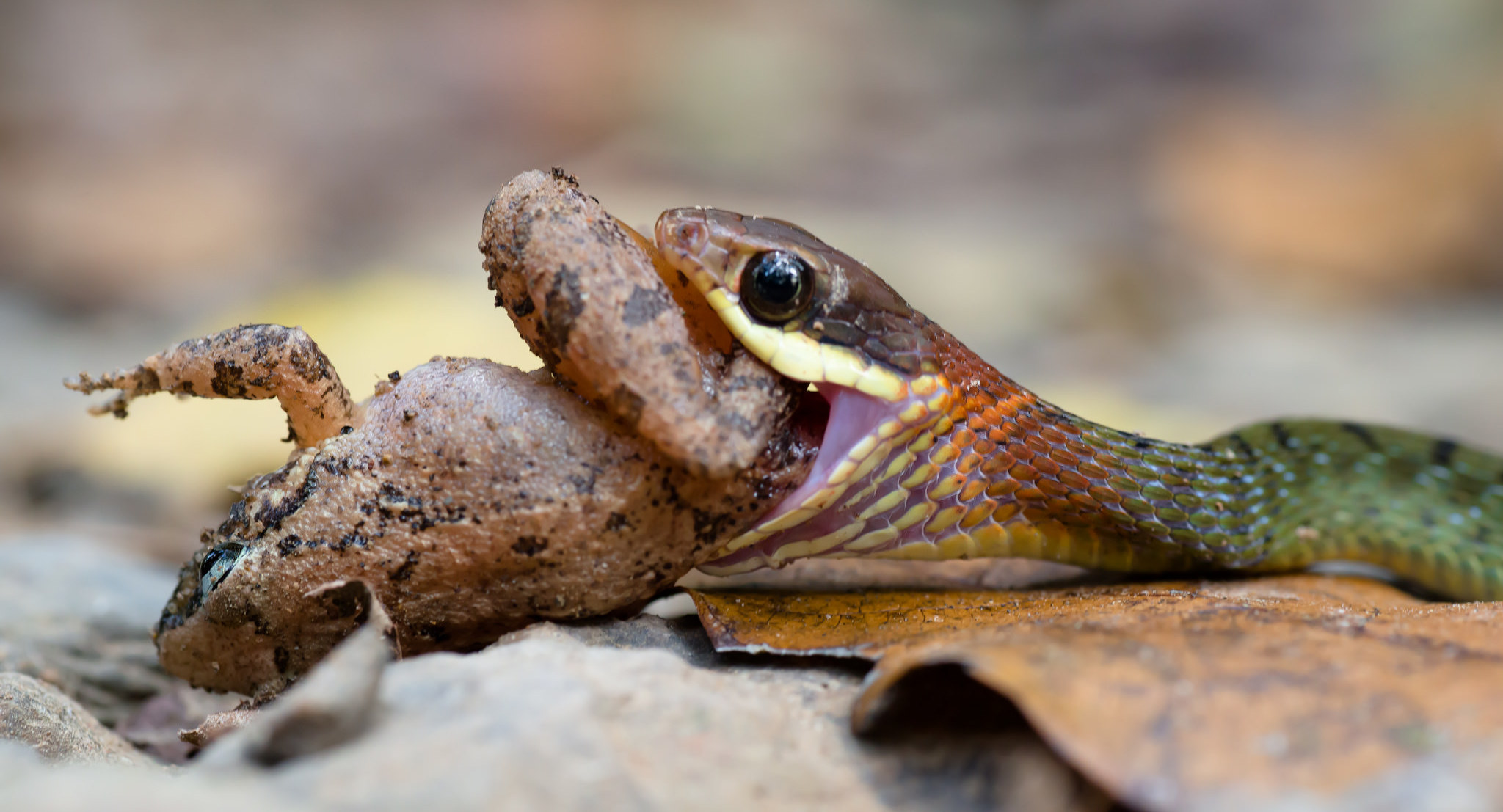 Snake eating frog