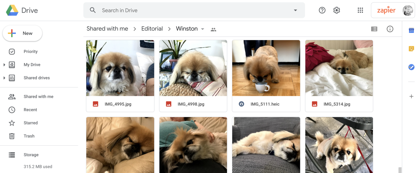 Photos of a perfect dog in a Google Drive folder