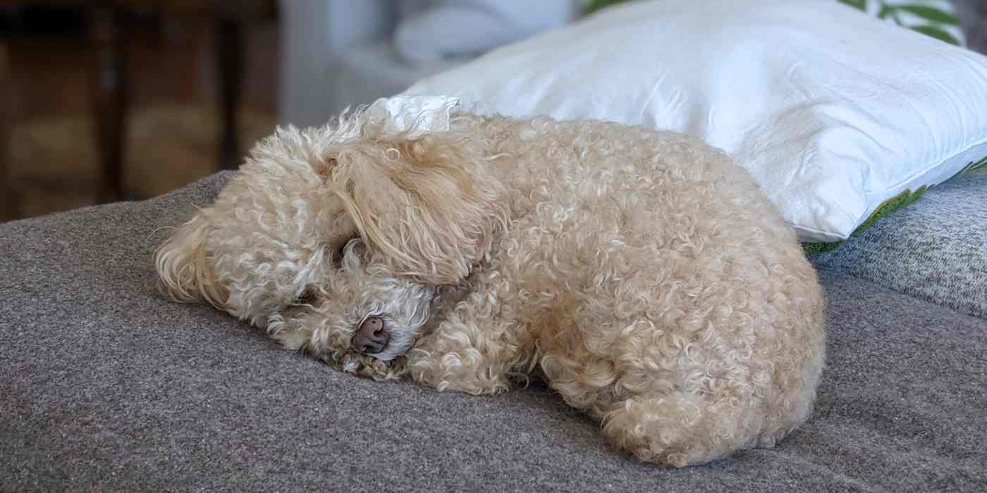 Hero image of Danielle's dog all curled up