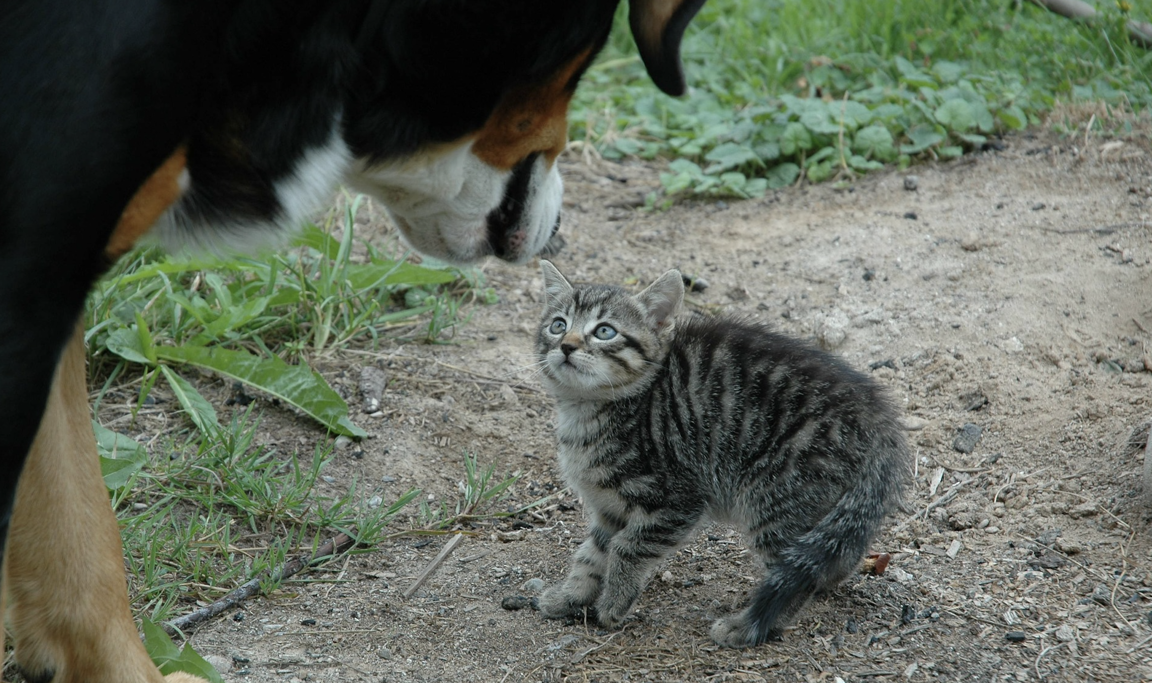 Cat being scared of a dog