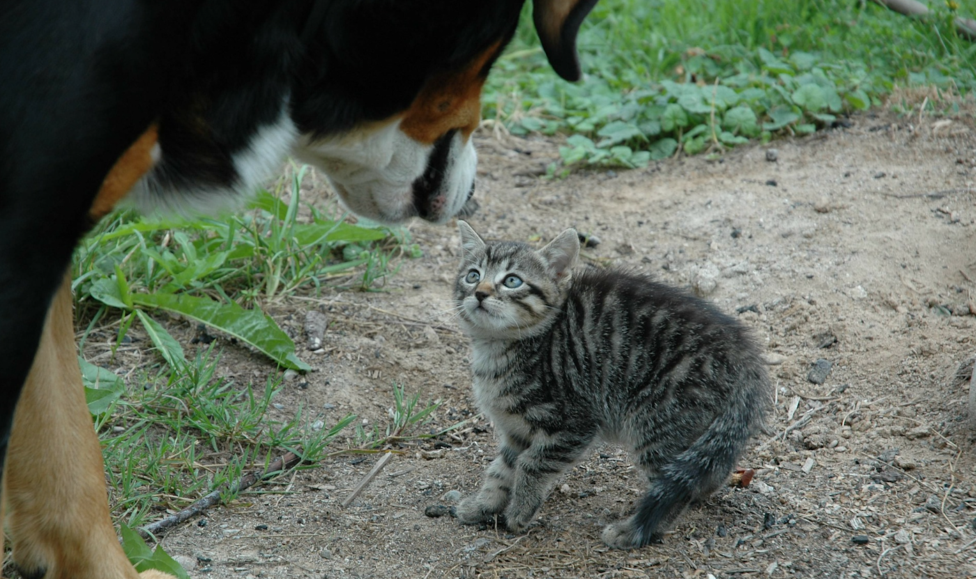 Cat being scared of a dog