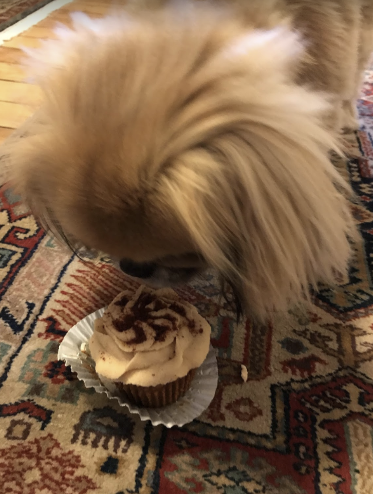 Deb's dog eating a cupcake