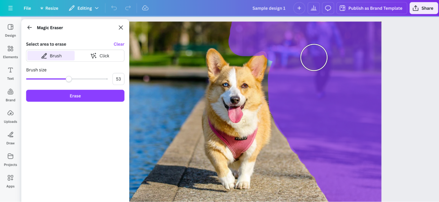 Image of a corgi in the foreground with the background being erased using Canva's brush tool. 