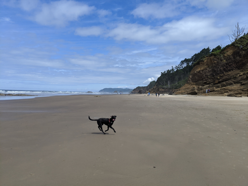 A dog running on a beach