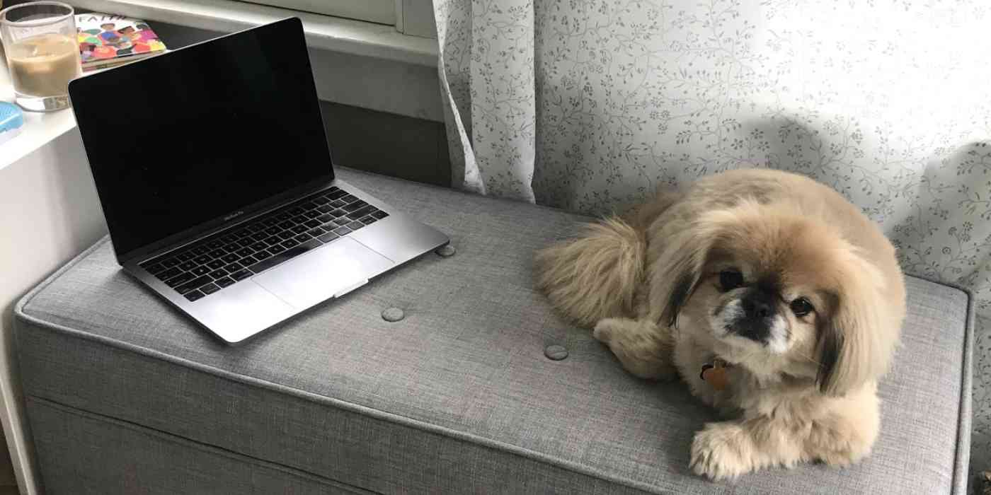 Hero image of Winston (the most perfect dog) with a computer