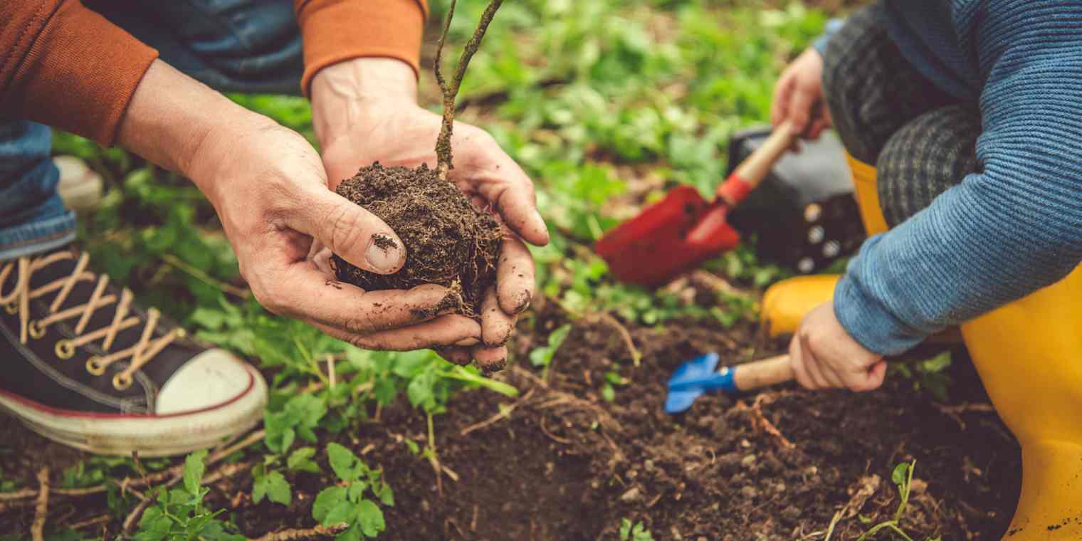 An adult and a plant a seedling.
