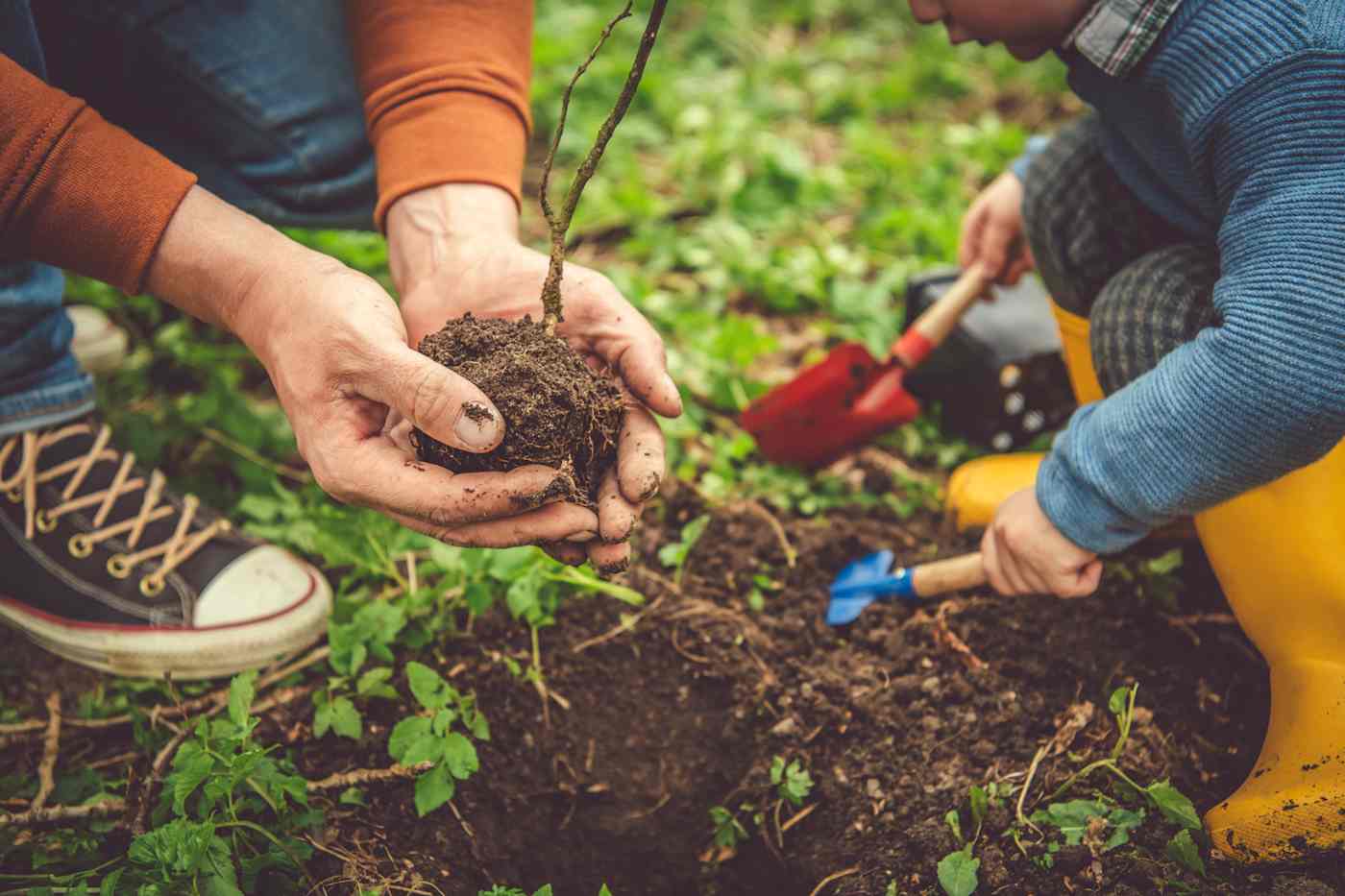 An adult and a plant a seedling.