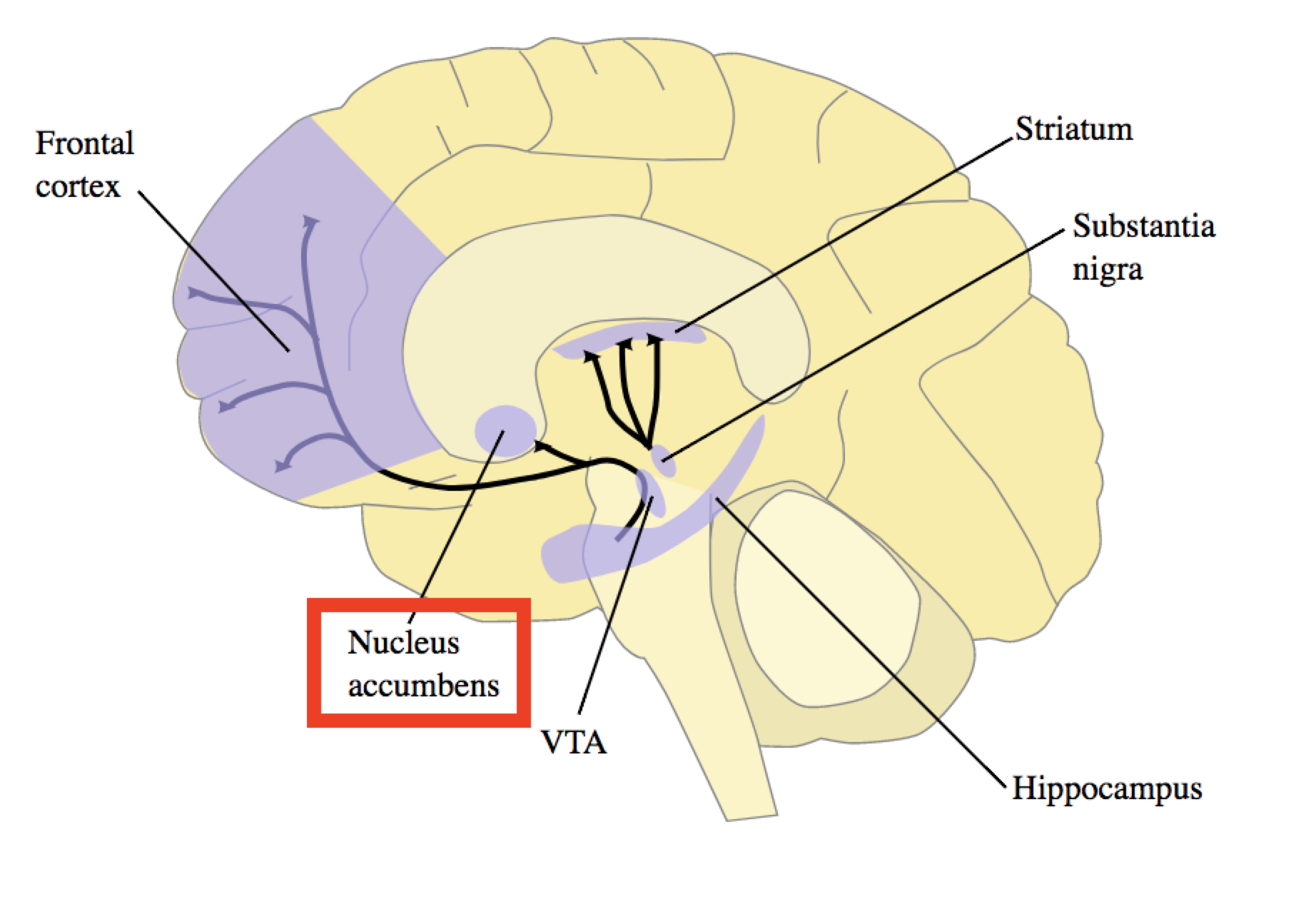 Image of the brain with the nucleus accumbens highlighted